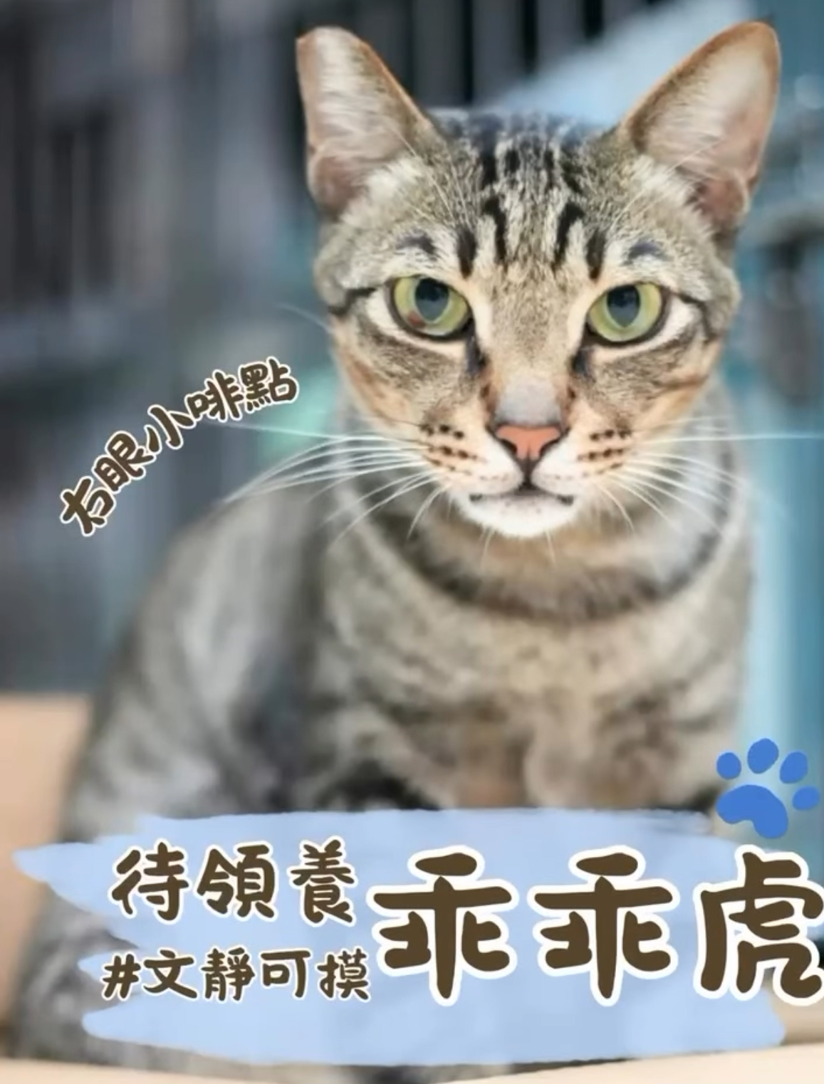 乖乖虎